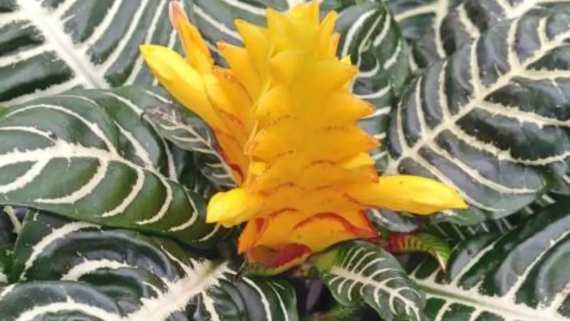 Yellow-orange zebra plant flower bud with red streaks on leaves