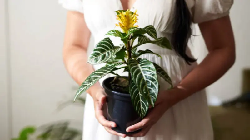 Person holding a small potted zebra plant with a yellow flower
