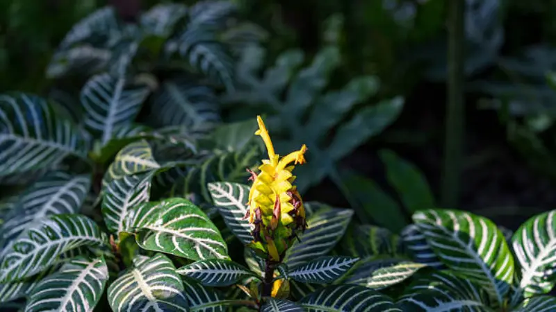 Small yellow zebra plant flower bud in a garden bed of striped leaves