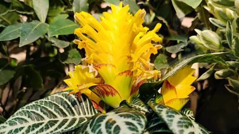 Sunlit yellow zebra plant flower with red-streaked bracts