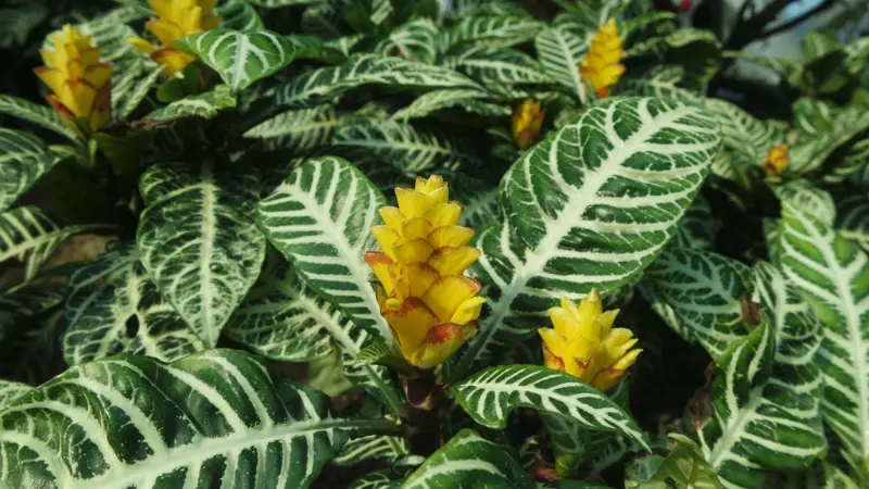 Several zebra plants with yellow flower spikes in bright light