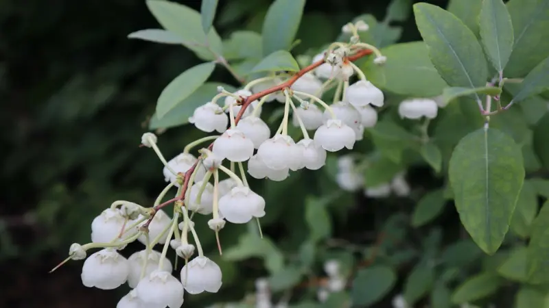 Zenobia branch with clusters of white bell-shaped flowers