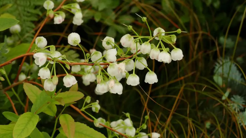 Zenobia branch with white flowers among ferns and grasses