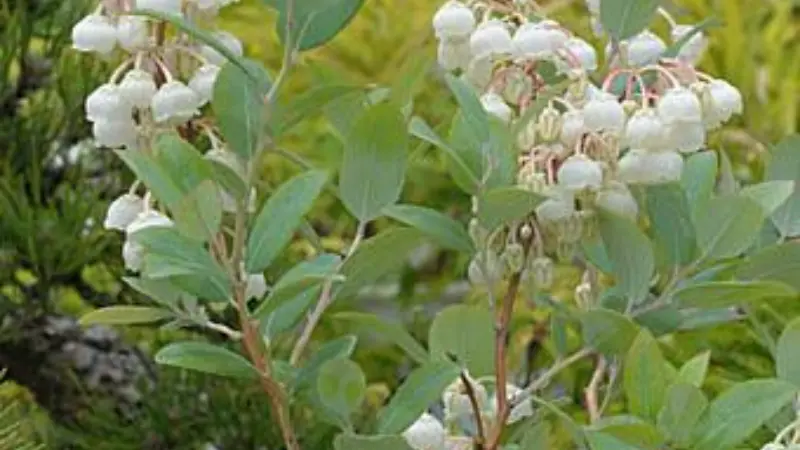 Two Zenobia shrubs with blue-green leaves and white blooms