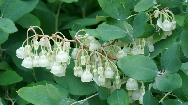 Multiple Zenobia flower clusters hanging from leafy branches