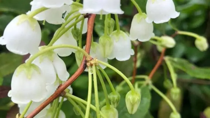 Rain-speckled white Zenobia flowers on a red-brown stem