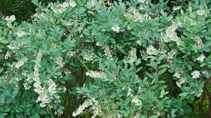 Large Zenobia shrub covered in cascading white blossoms