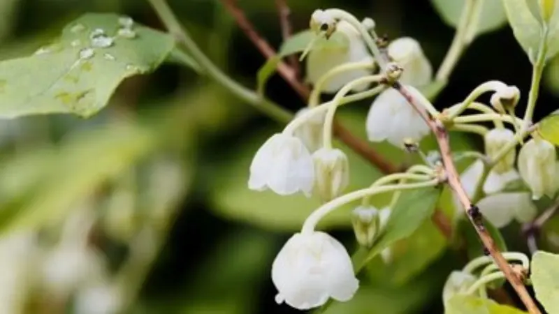 Close-up of Zenobia bell flowers with dew drops on nearby leaves
