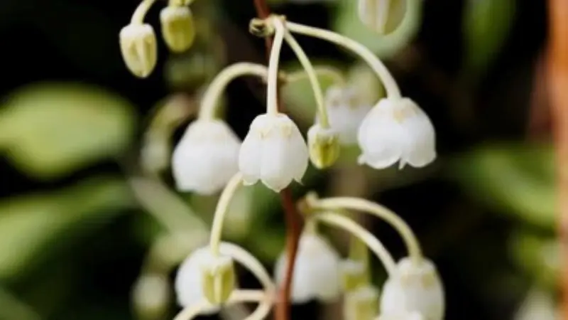 Detailed view of white Zenobia flowers and unopened buds