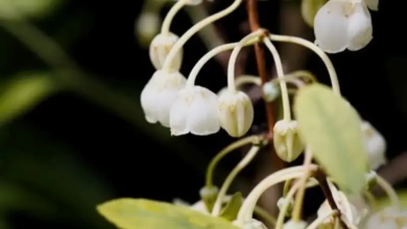 Zenobia blooms hanging above yellow-green variegated foliage