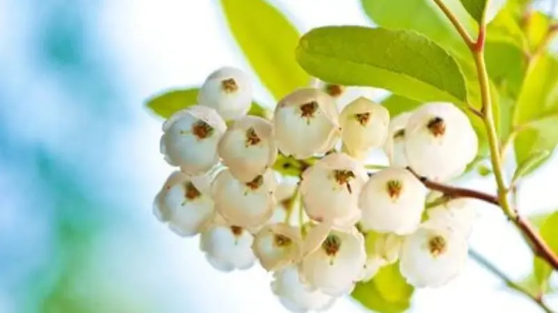 Round white Zenobia flower buds against a leaf