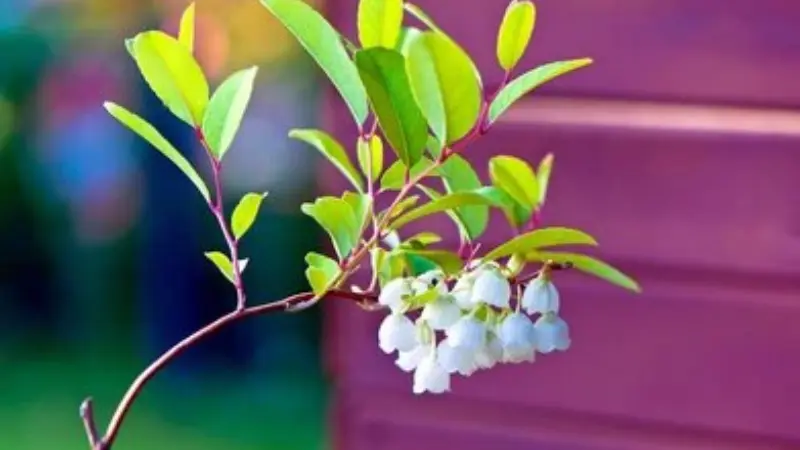Zenobia branch with white flowers in front of a red fence