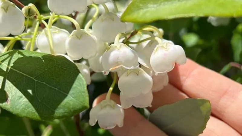 Person's hand gently holding a cluster of white Zenobia blooms
