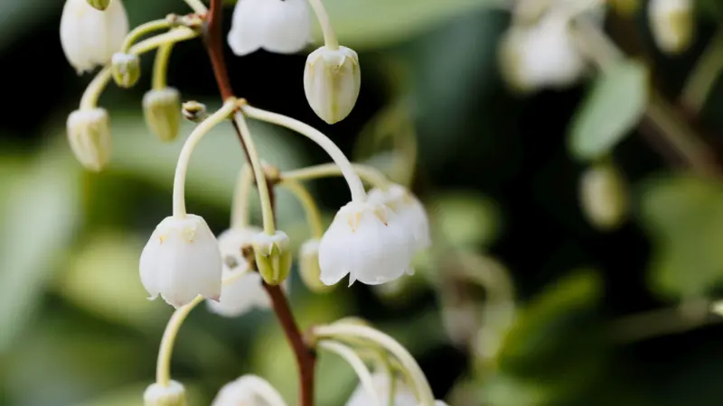 Zenobia stem showing both open flowers and green buds