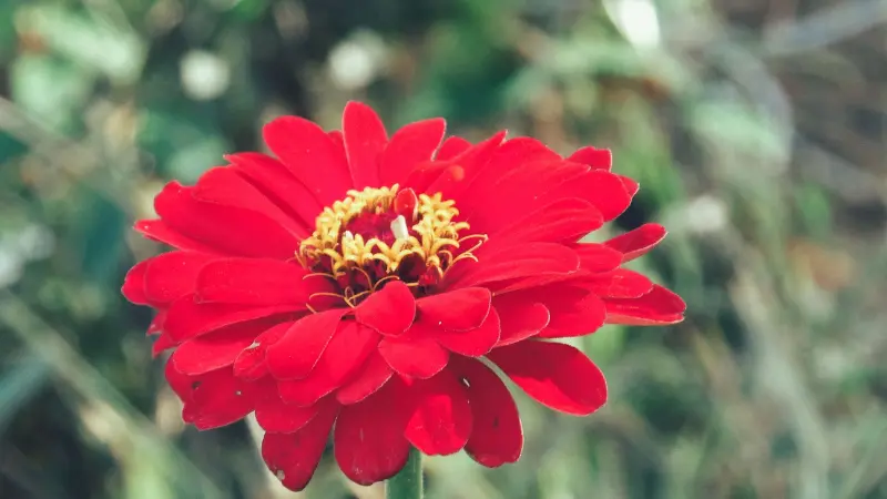 Bright red zinnia flower with yellow center against green background