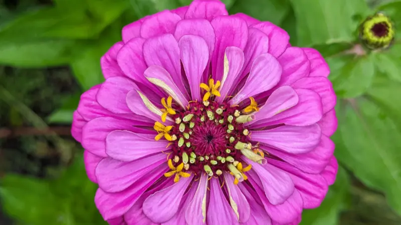 Purple-pink zinnia flower next to an unopened bud