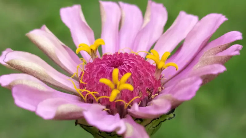 Close-up of pale lavender zinnia petals and yellow stamens