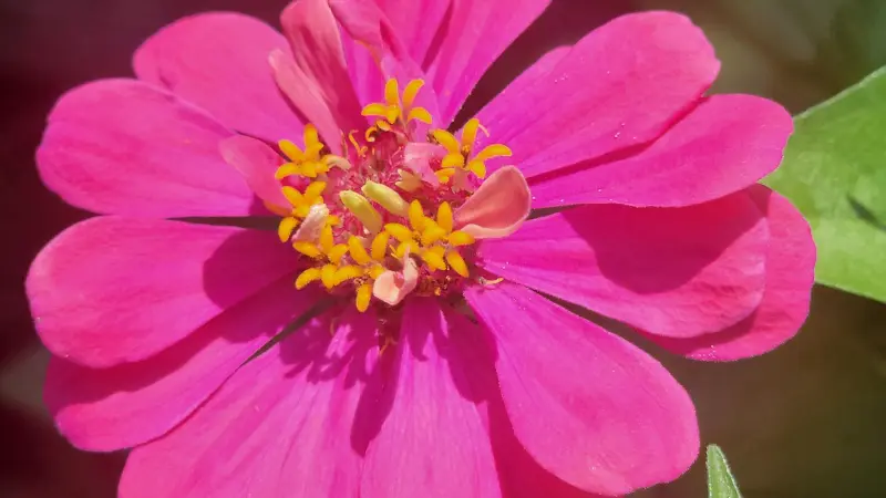 Hot pink zinnia flower with golden stamens in bright sunlight