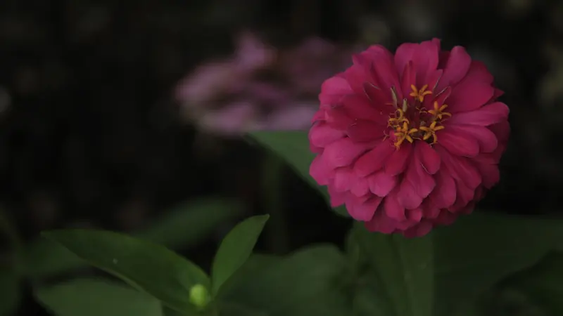 Dark pink zinnia flower against a shadowy background