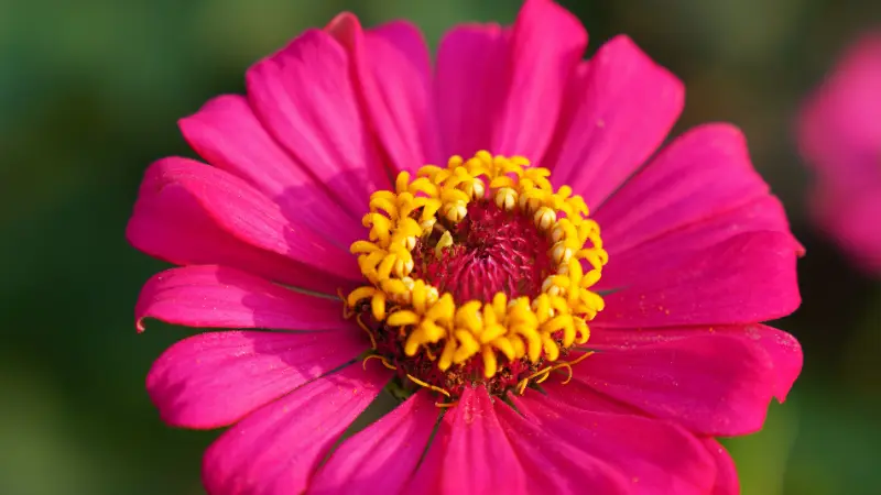 Magenta zinnia flower with a ring of golden stamens