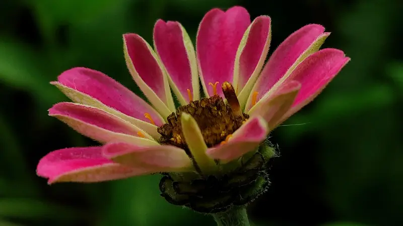 Pink and cream zinnia flower just beginning to open