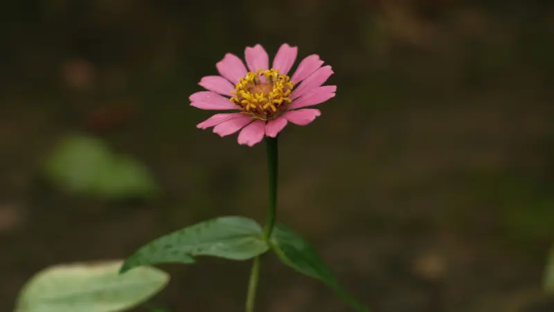 Single pink zinnia flower on a tall green stem