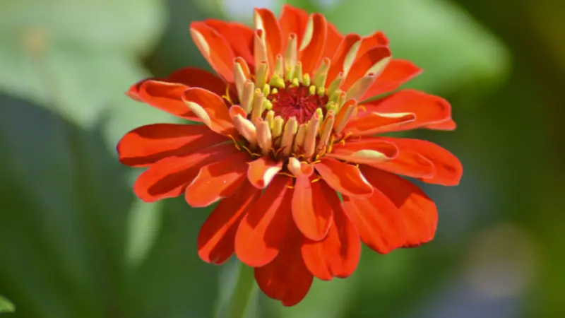 Bright orange zinnia flower with layered petals in sunlight