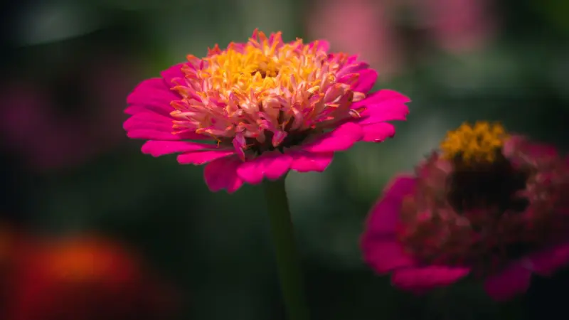 Pink zinnia flower with yellow center and blurred blooms behind