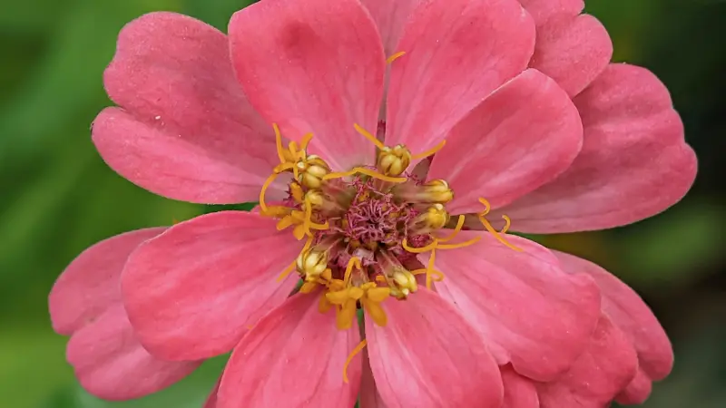 Pink zinnia flower showing detailed orange and yellow center structures
