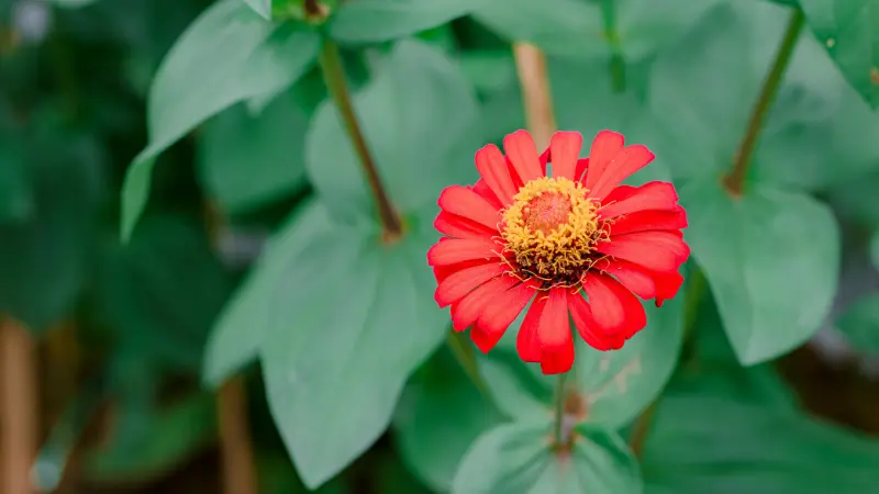 Red zinnia flower surrounded by broad green leaves
