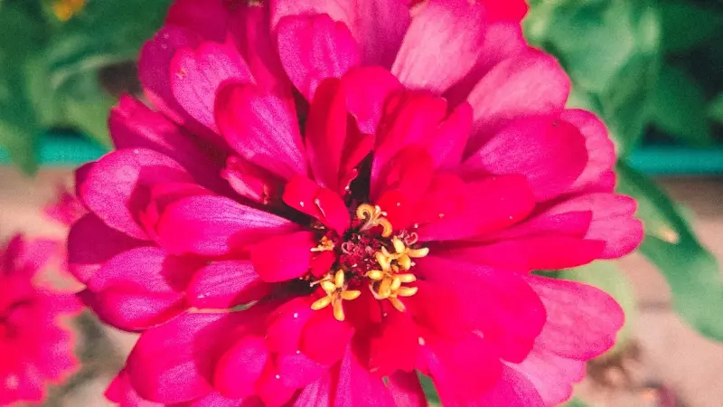 Close-up of a deep red zinnia flower with curled yellow stamens