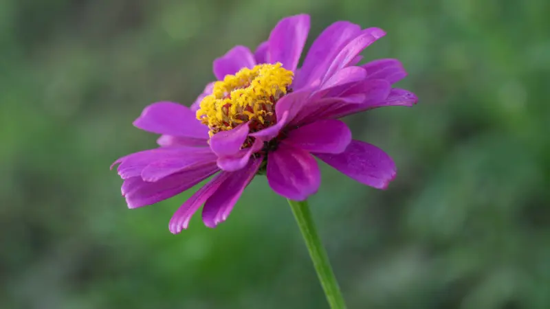Purple zinnia flower with yellow center in a garden