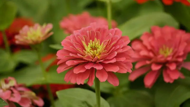 Cluster of coral-pink zinnia flowers in full bloom