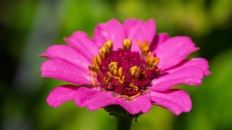 Pink zinnia flower with detailed yellow and orange stamens