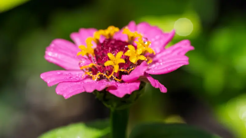 Pink zinnia flower with dew drops on petals and center