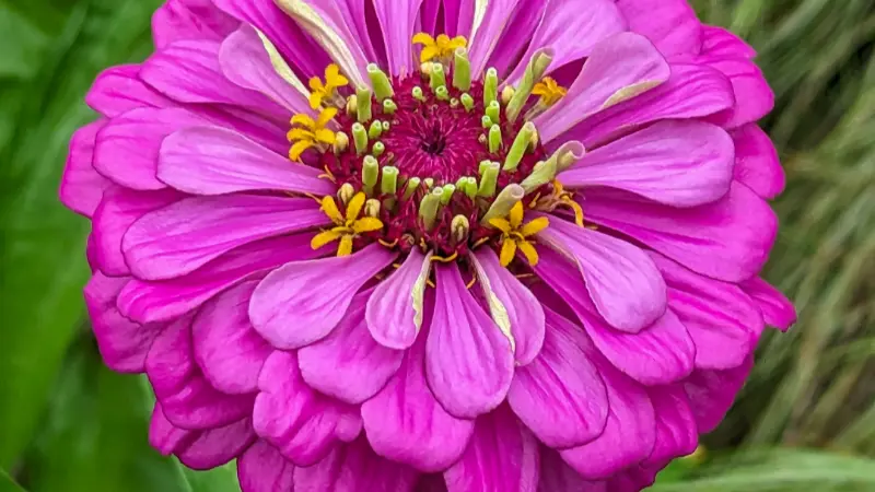 Fully bloomed magenta zinnia with layered petals
