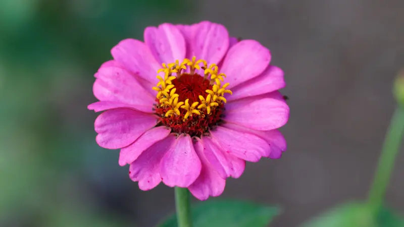 Pink zinnia flower with a dark red center and yellow stamens
