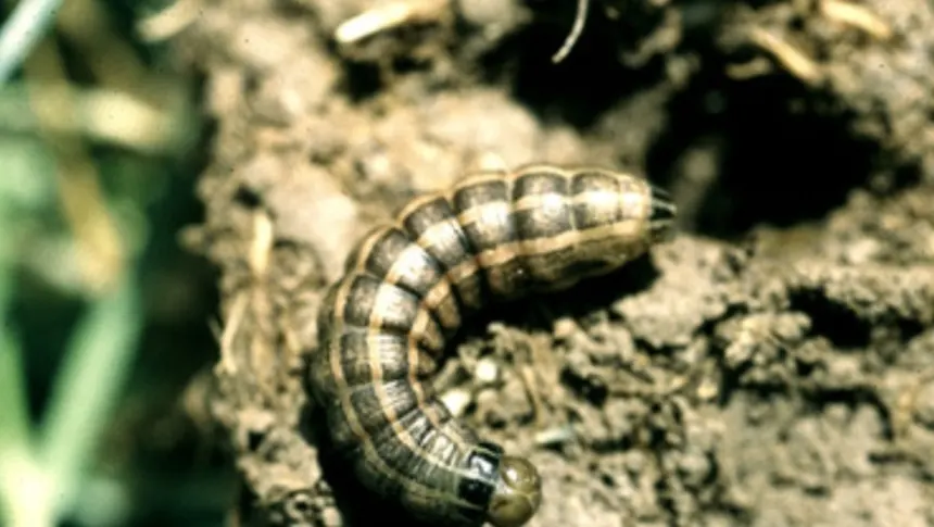 A cutworm.