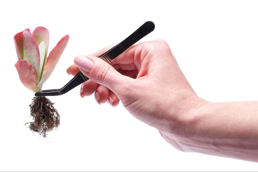 A flower plucked with a pair of tweezers
