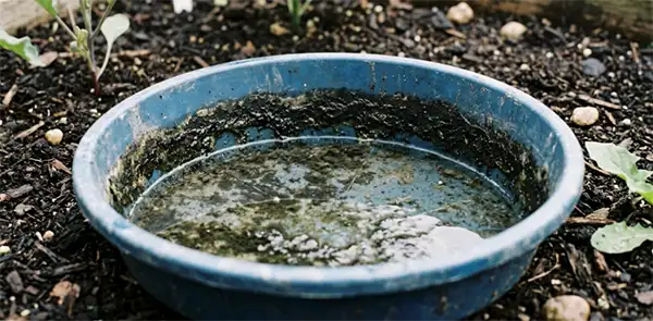 A plant pot saucer in a garden bed holding an inch of rainwater.