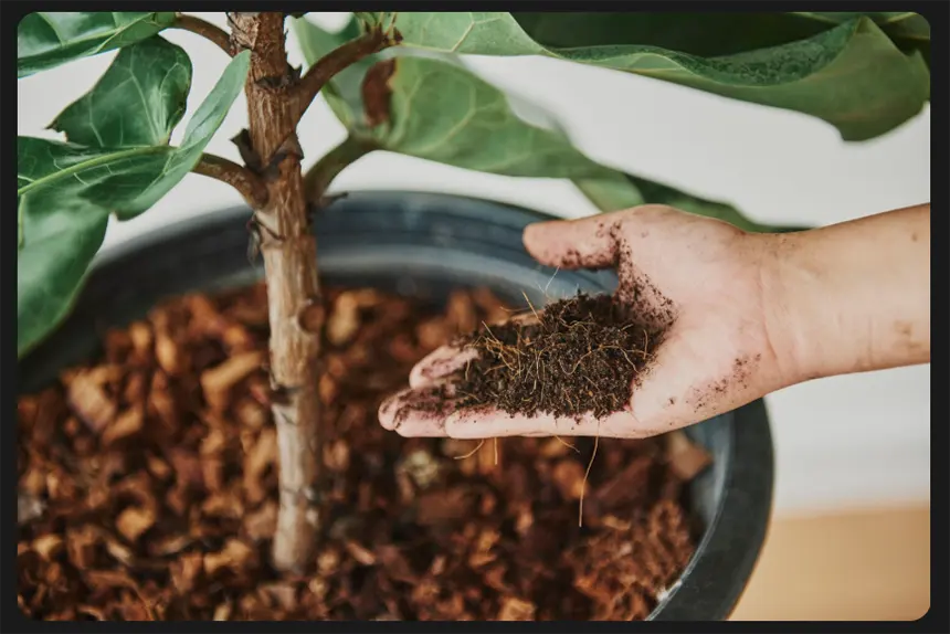 Adding Fertilizer