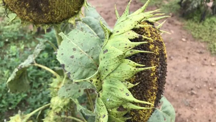 Alternaria leaf blight.