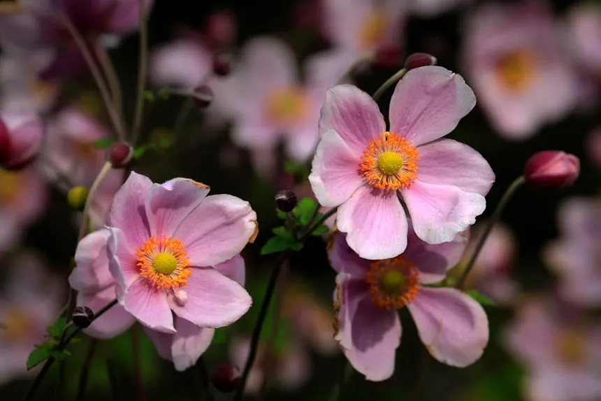 Anemones