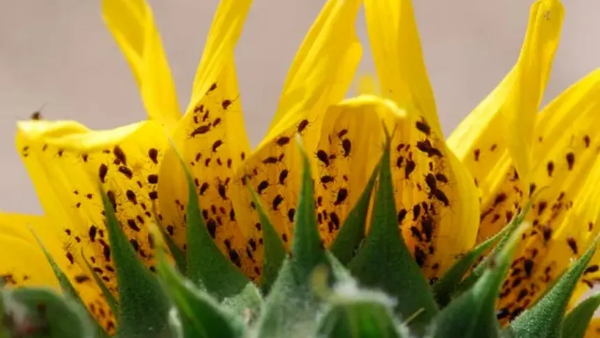 Aphids.