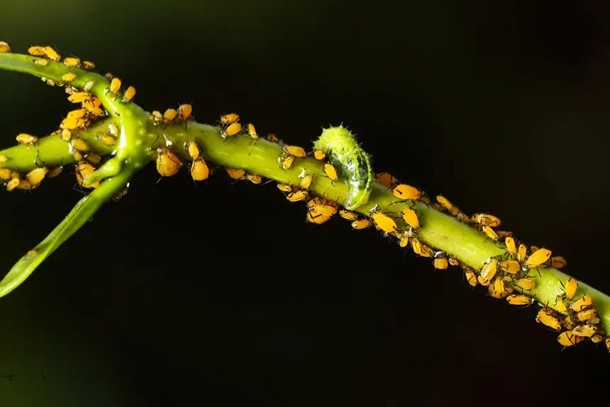 Aphids