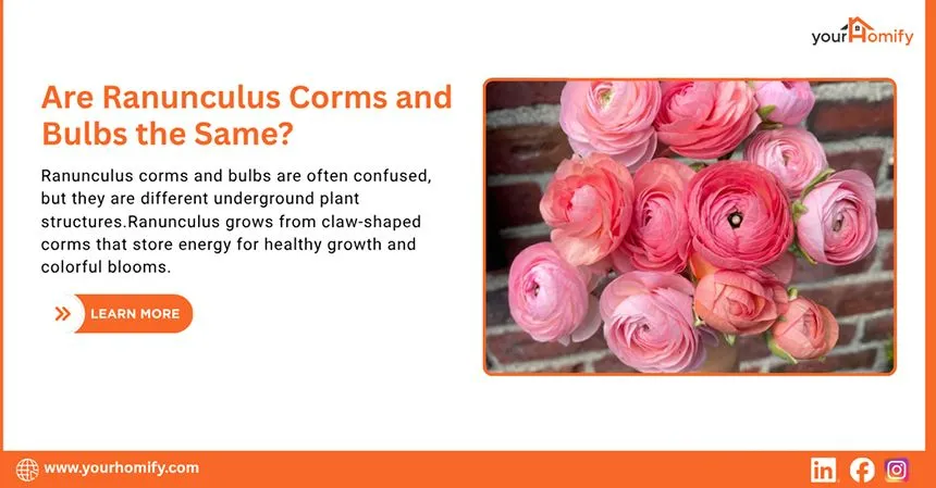 Are Ranunculus Corms and Bulbs the Same