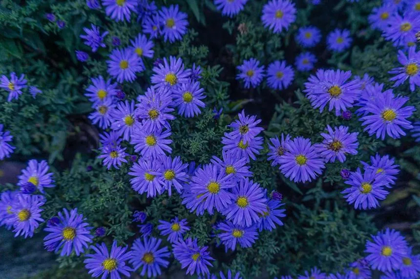 Azure Aster