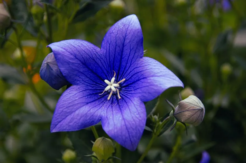 Balloon Flower