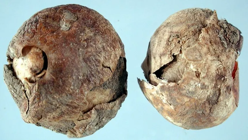 Basal rot in tulip bulbs.