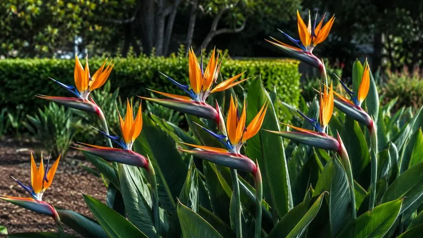 Bird of paradise